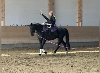 Mecklenburger Warmblut, Stute, 7 Jahre, 168 cm, Rappe