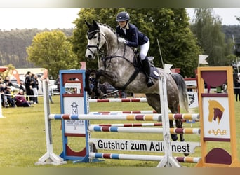 Mecklenburger Warmblut, Stute, 7 Jahre, 171 cm, Rotschimmel