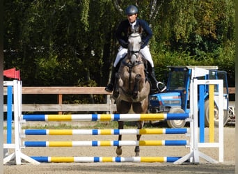 Mecklenburger Warmblut, Stute, 7 Jahre, 171 cm, Rotschimmel
