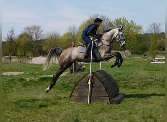 Mecklenburger Warmblut, Stute, 7 Jahre, 171 cm, Rotschimmel