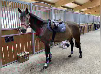 Mecklenburger Warmblut, Stute, 8 Jahre, 160 cm, Buckskin