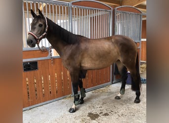 Mecklenburger Warmblut, Stute, 8 Jahre, 160 cm, Buckskin