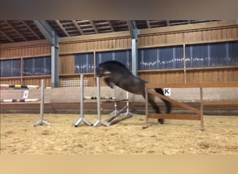 Mecklenburger Warmblut, Stute, 8 Jahre, 160 cm, Buckskin
