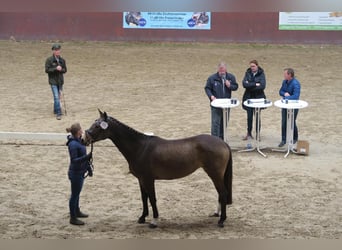 Mecklenburger Warmblut, Stute, 8 Jahre, 160 cm, Buckskin
