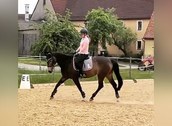 Mecklenburger Warmblut, Stute, 8 Jahre, 160 cm, Buckskin