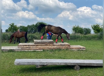 Mecklenburger Warmblut, Stute, 8 Jahre, 160 cm, Buckskin