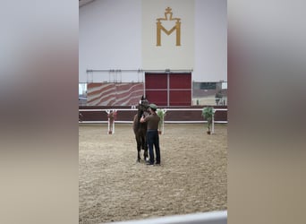 Mecklenburger Warmblut, Stute, 8 Jahre, 160 cm, Buckskin
