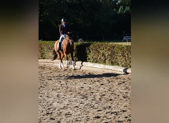 Mecklenburger Warmblut, Stute, 8 Jahre, 163 cm, Fuchs