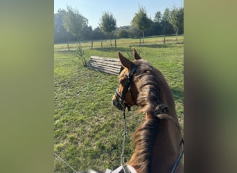 Mecklenburger Warmblut, Stute, 8 Jahre, 163 cm, Fuchs