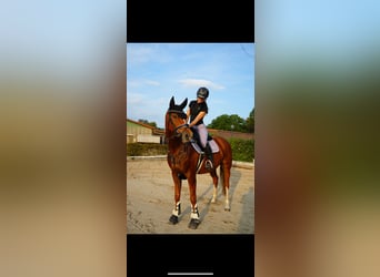 Mecklenburger Warmblut, Stute, 8 Jahre, 163 cm, Fuchs
