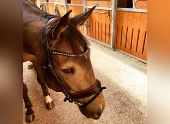 Mecklenburger Warmblut, Stute, 8 Jahre, 164 cm, Buckskin