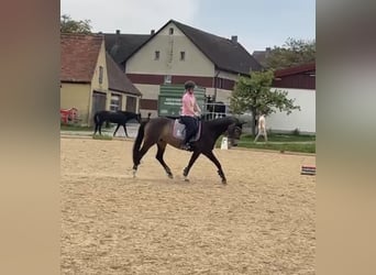 Mecklenburger Warmblut, Stute, 8 Jahre, 164 cm, Buckskin