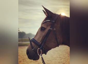 Mecklenburger Warmblut, Stute, 8 Jahre, 164 cm, Buckskin