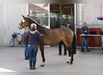 Mecklenburger Warmblut, Stute, 8 Jahre, 164 cm, Buckskin