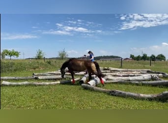 Mecklenburger Warmblut, Stute, 8 Jahre, 164 cm, Buckskin
