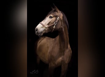 Mecklenburger Warmblut, Stute, 8 Jahre, 164 cm, Buckskin