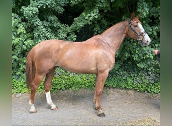 Mecklenburger Warmblut, Stute, 8 Jahre, 165 cm, Fuchs