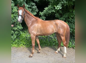 Mecklenburger Warmblut, Stute, 8 Jahre, 165 cm, Fuchs