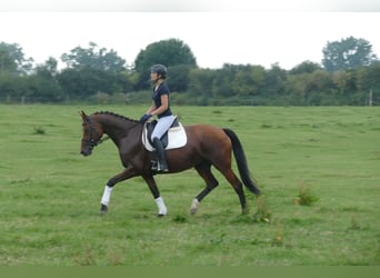 Mecklenburger Warmblut, Stute, 8 Jahre, 167 cm, Brauner