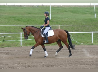 Mecklenburger Warmblut, Stute, 8 Jahre, 167 cm, Brauner