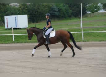 Mecklenburger Warmblut, Stute, 8 Jahre, 167 cm, Brauner