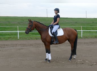 Mecklenburger Warmblut, Stute, 8 Jahre, 167 cm, Brauner