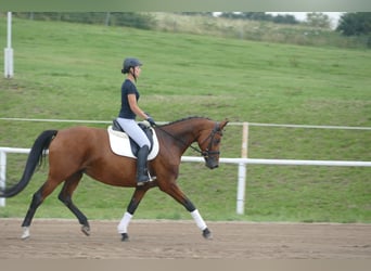 Mecklenburger Warmblut, Stute, 8 Jahre, 167 cm, Brauner