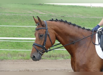 Mecklenburger Warmblut, Stute, 8 Jahre, 167 cm, Brauner