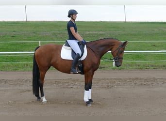 Mecklenburger Warmblut, Stute, 8 Jahre, 167 cm, Brauner