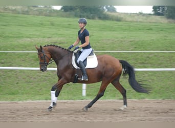 Mecklenburger Warmblut, Stute, 8 Jahre, 167 cm, Brauner
