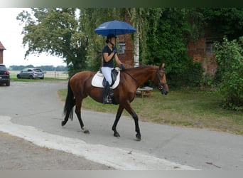 Mecklenburger Warmblut, Stute, 8 Jahre, 167 cm, Brauner