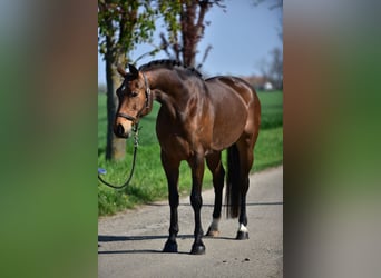 Mecklenburger Warmblut, Stute, 8 Jahre, 168 cm, Brauner
