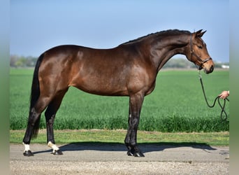 Mecklenburger Warmblut, Stute, 8 Jahre, 168 cm, Brauner