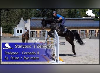 Mecklenburger Warmblut, Stute, 8 Jahre, 168 cm, Dunkelbrauner