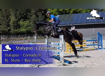 Mecklenburger Warmblut, Stute, 8 Jahre, 168 cm, Dunkelbrauner