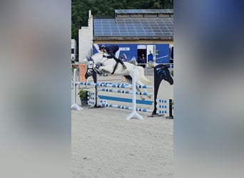Mecklenburger Warmblut, Stute, 8 Jahre, 168 cm, Schimmel