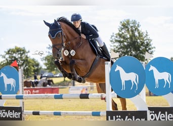 Mecklenburger Warmblut, Stute, 8 Jahre, 169 cm, Brauner