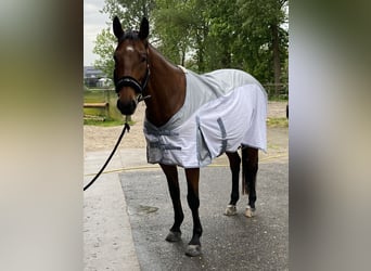 Mecklenburger Warmblut, Stute, 9 Jahre, 165 cm, Brauner