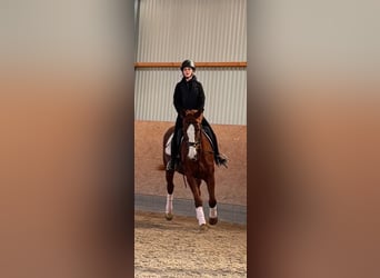 Mecklenburger Warmblut, Stute, 9 Jahre, 165 cm, Fuchs