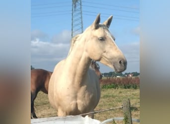 Mecklenburger Warmblut, Stute, 9 Jahre, 165 cm, Palomino