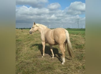 Mecklenburger Warmblut, Stute, 9 Jahre, 165 cm, Palomino
