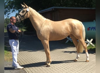 Mecklenburger Warmblut, Stute, 9 Jahre, 165 cm, Palomino