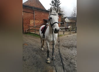 Mecklenburger Warmblut, Stute, 9 Jahre, 165 cm, Schimmel