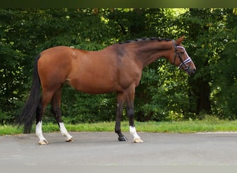 Mecklenburger Warmblut, Stute, 9 Jahre, 166 cm, Dunkelbrauner