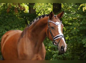 Mecklenburger Warmblut, Stute, 9 Jahre, 166 cm, Dunkelbrauner