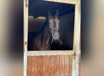 Mecklenburger Warmblut, Stute, 9 Jahre, 166 cm, Rappe