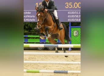 Mecklenburger Warmblut, Stute, 9 Jahre, 166 cm, Rotbrauner