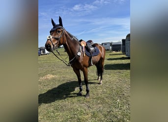 Mecklenburger Warmblut, Stute, 9 Jahre, 167 cm, Dunkelbrauner
