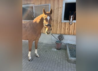 Mecklenburger Warmblut, Stute, 9 Jahre, 167 cm, Fuchs