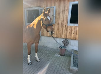 Mecklenburger Warmblut, Stute, 9 Jahre, 167 cm, Fuchs